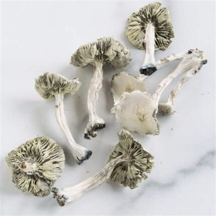 Avery's Albino Magic Mushrooms