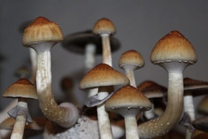 B Cubensis Mushroom Spores
