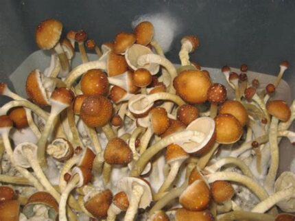 Golden Teacher mushrooms