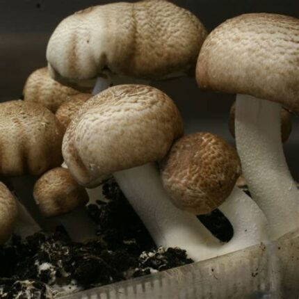 Agaricus Magic Mushroom