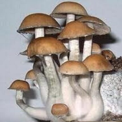 Ban Hua Thanon Magic Mushrooms